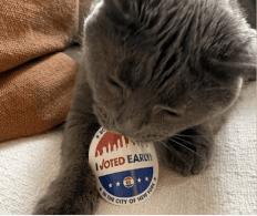 A gray cat holding an 